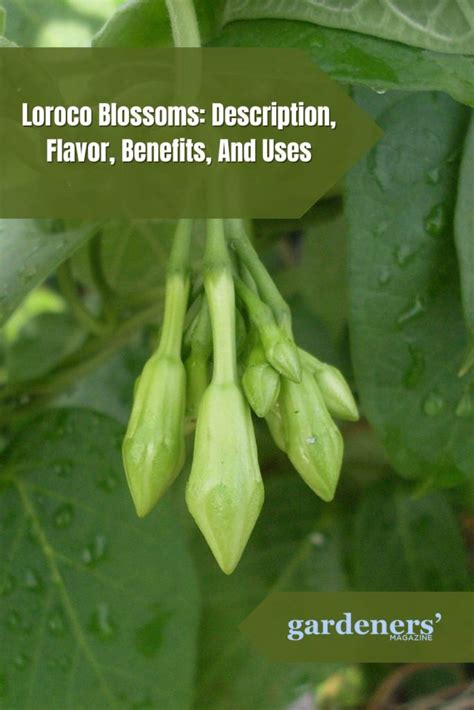 lorroco|Loroco Blossoms: Description, Flavor, Benefits, And Uses.